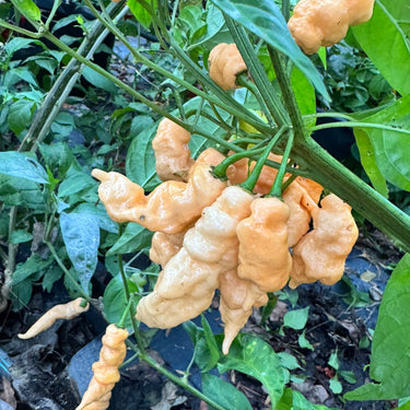 Tiberius Mauler Peach - Seeds - The Pepper Pantry (Formerly Marie Sharp's)